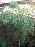IMG_20170912_174017.jpg