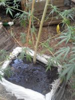 IMG_20170912_174103.jpg