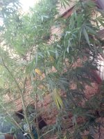 IMG_20170912_174119.jpg