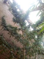 IMG_20170912_174259.jpg