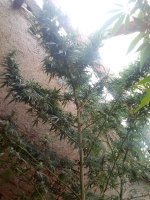 IMG_20170912_174302.jpg