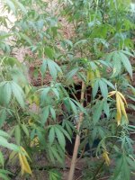 IMG_20170912_174347.jpg