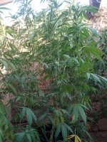 IMG_20170912_174353.jpg