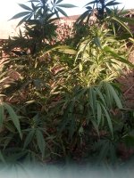 IMG_20170912_174426.jpg