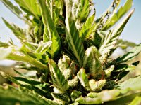 Ak49 (fem) 86д (7).JPG