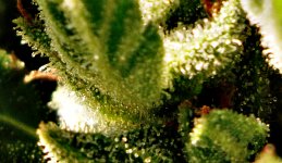 Ak49 (fem) 86д (7)6.jpg