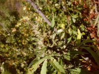 Ak49 (fem) 86д (8).JPG