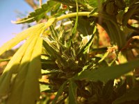 Ak49 (fem) 86д (9).JPG