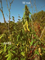 Ak49 (fem) 86д (11).JPG
