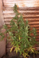 IMG_9491.JPG