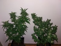 20170918_215538.jpg