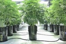 Без названия (1).jpg