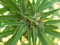 Big bud 86 д (1).JPG