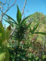 Big_bud_86_д_(2).JPG