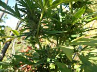 Big bud 86 д (3).JPG