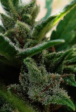 Big bud 86 д (4д).jpg