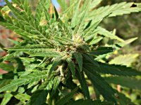 Big_bud_86_д_(6).JPG