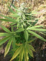 Durban_poison_(fem)__86_д_(1).JPG