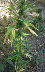 Durban poison (fem)  86 д (2).JPG