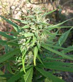 Durban poison (fem)  86 д (3).JPG