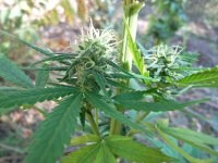 Durban poison (fem)  86 д (4).JPG