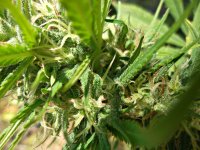 Durban_poison_(fem)__86_д_(6).JPG