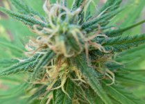 Durban poison (fem)  86 д (9).JPG