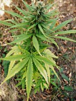 Durban_poison_(fem)__86_д.JPG