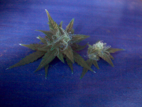 vlcsnap-00001.png vlcsnap-00001.png