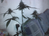 vlcsnap-00009.png vlcsnap-00009.png