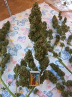 IMG_20170921_114918[1].jpg
