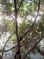 IMG_20170917_161005.jpg