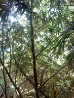 IMG_20170917_161119.jpg