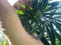 IMG_20170917_161207.jpg