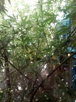 IMG_20170917_161244.jpg