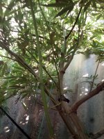 IMG_20170917_161537.jpg