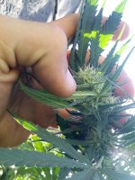 IMG_20170917_161705.jpg