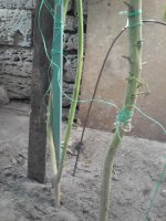 IMG_20170917_161729.jpg