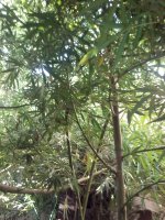 IMG_20170917_161741.jpg