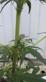 IMG_20170922_164152.jpg