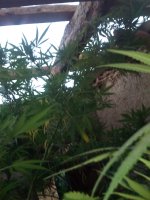 IMG_20170921_182906.jpg