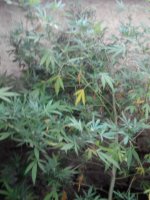 IMG_20170921_182921.jpg