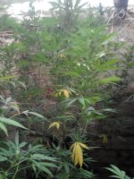 IMG_20170921_183034.jpg