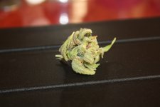 IMG_9553.JPG