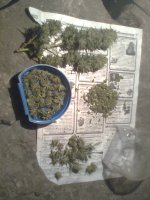 Вишенька0848.jpg