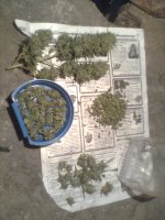 Вишенька0849.jpg