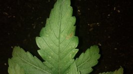 IMG_20170926_114542950.jpg