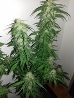 20170927_080941.jpg