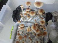 20170927_191646.jpg