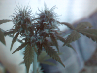 vlcsnap-00007.png vlcsnap-00007.png
